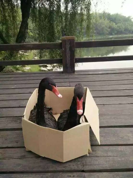 跳蛋直播