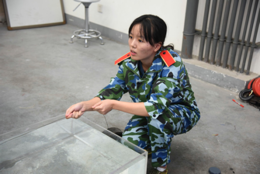 跳蛋直播